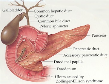 acute_Pancreatitis_clip_image001.jpg