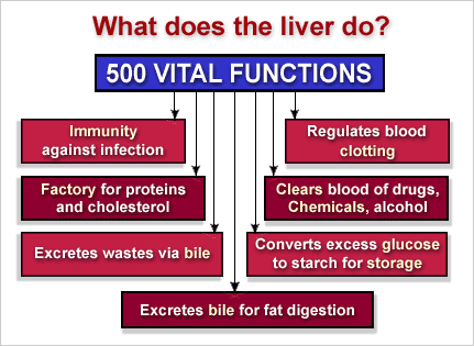 What does the liver do? What does the liver do?