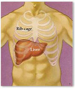Oxygenated blood flows Image not found